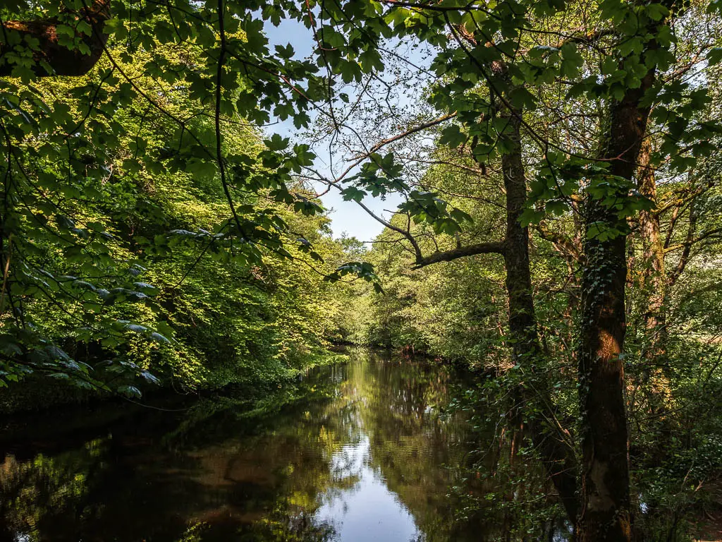 Looking along the river, surround by masses of green leafy trees, near the start of the Pateley Bridge walk.