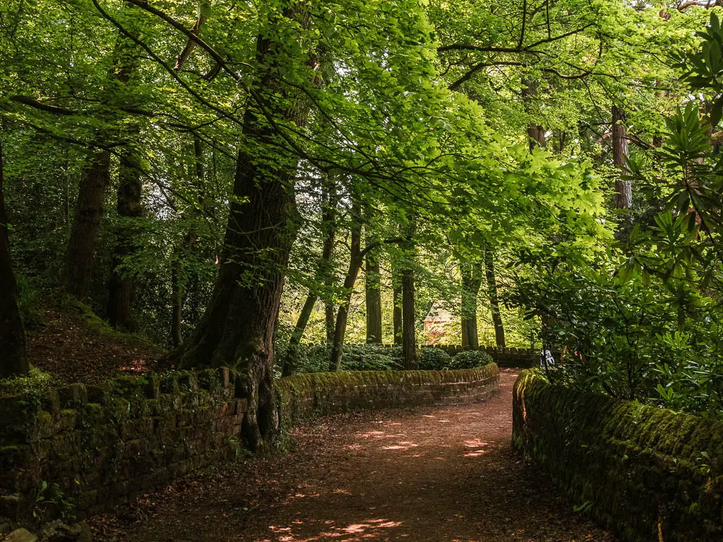 A wide path under the woodland trees, on the way away from  Pateley Bridge. The path is lined with short curving stone walls. The trees have bright green leaves. 