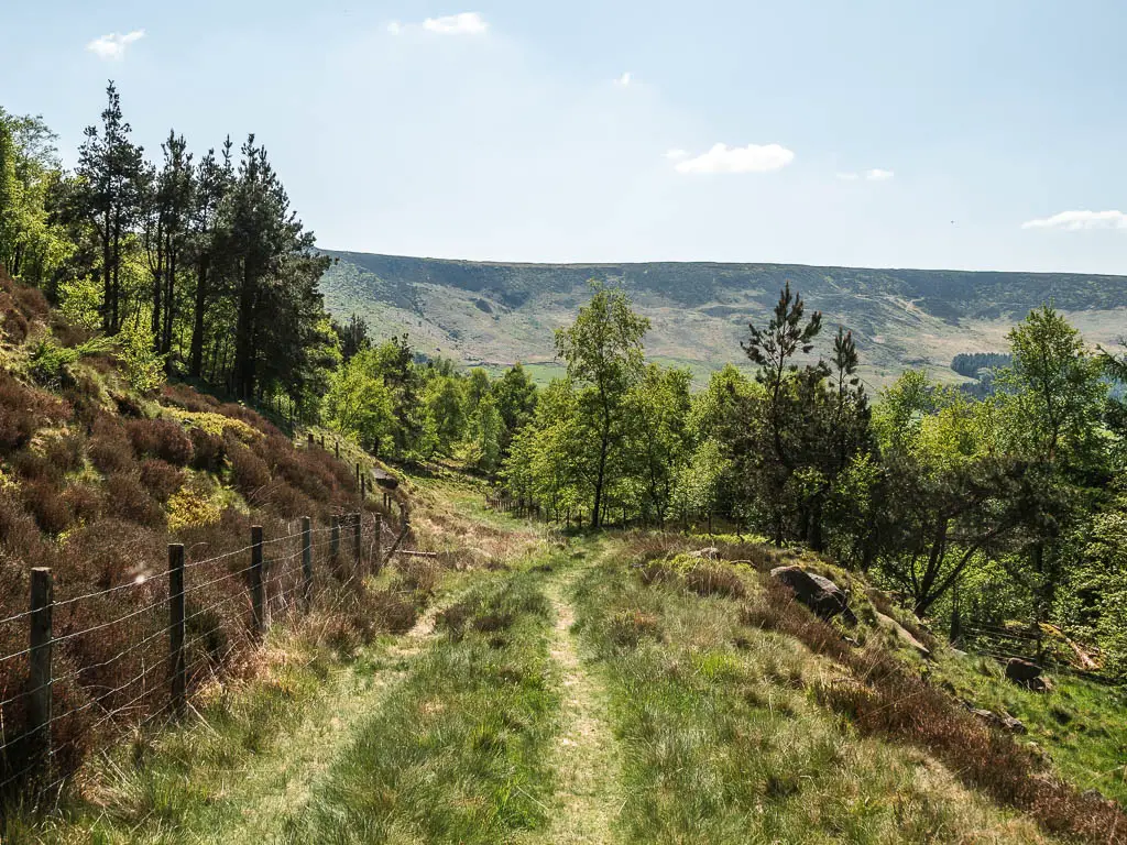 A grass trail through the tall unkempt grass, with a mass of trees ahead.