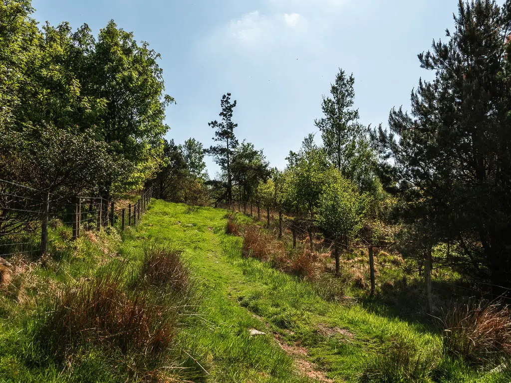 A wide grass trail leading uphill, surround by woodland trees.