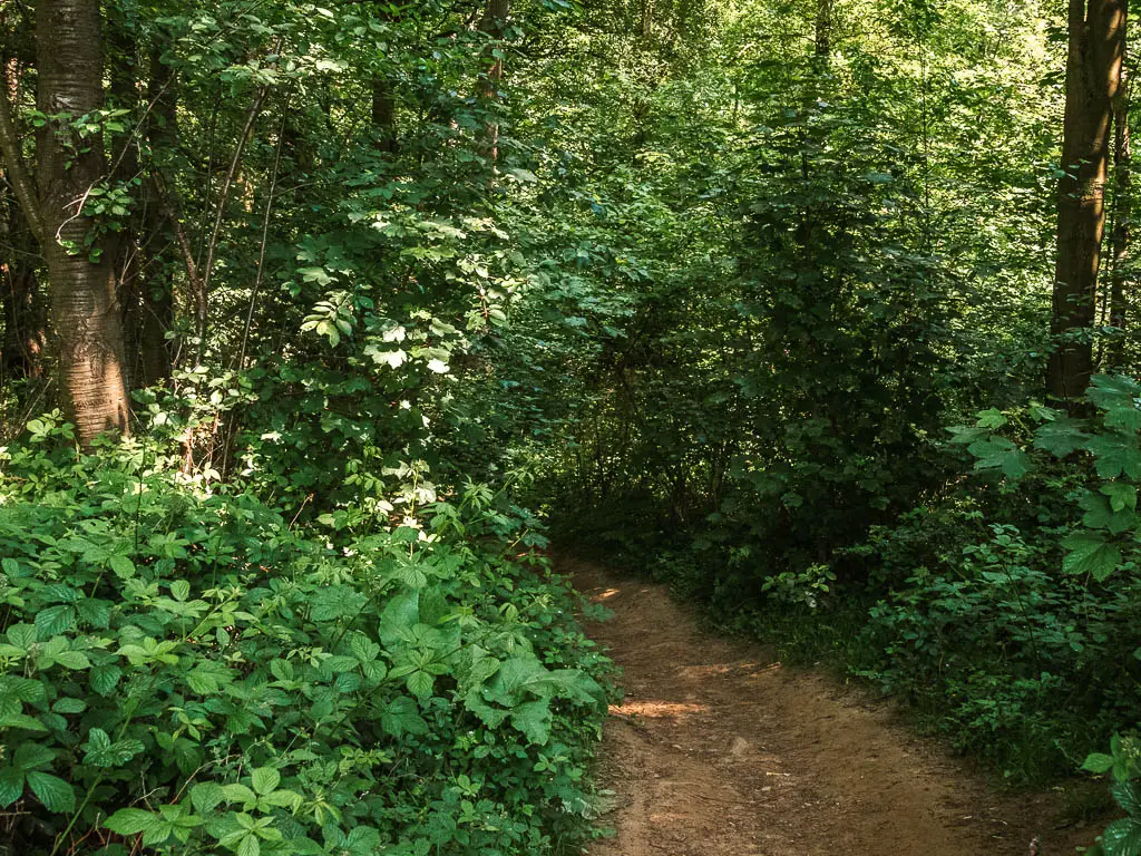 A dirt trail through the woods, surround by masses of green leavy bushes.