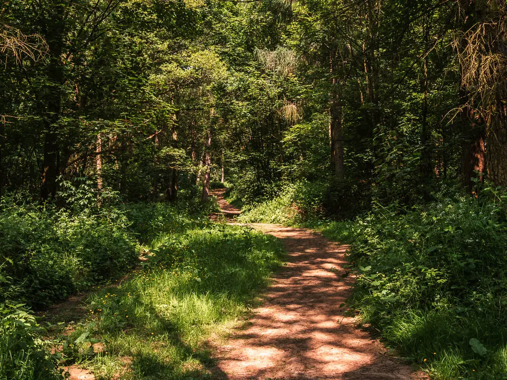 A dirt path leading through the woods. It is dark, with rays of light shining through.