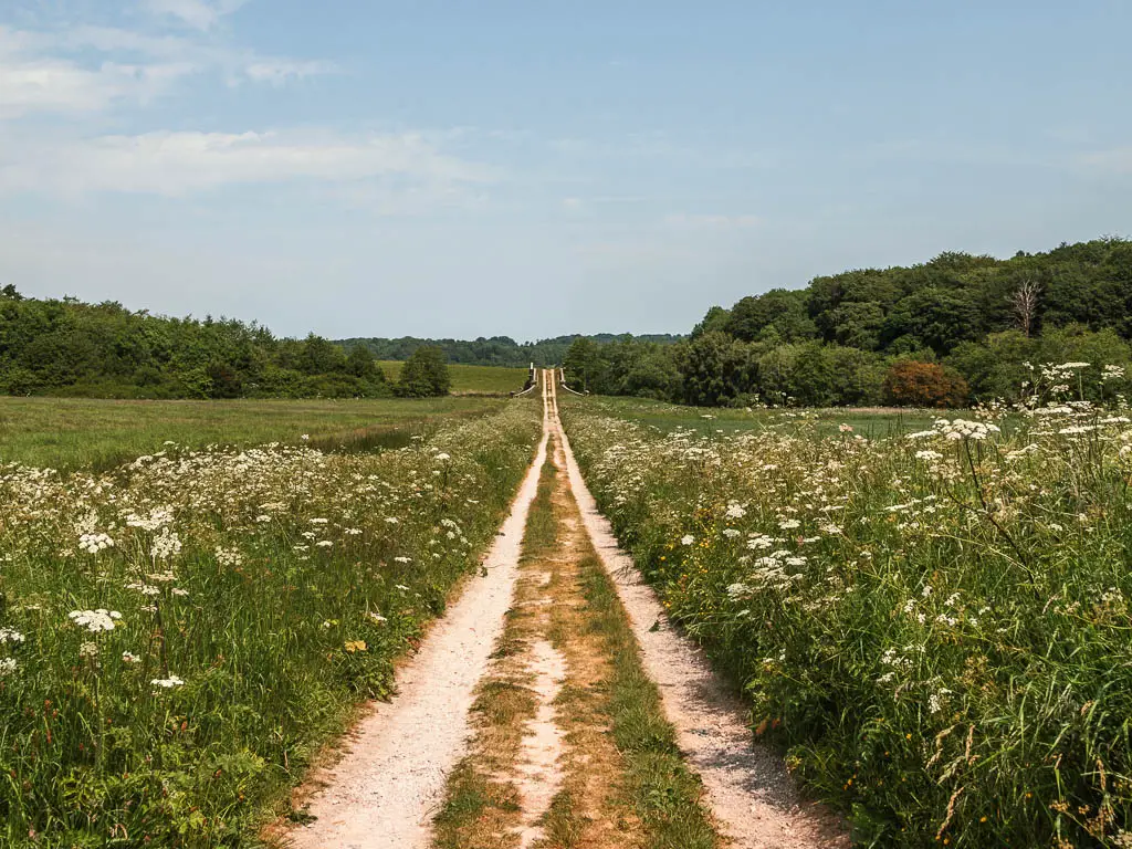 A long path leading straight ahead into the distance. It is lined with tall grass and white hogweed