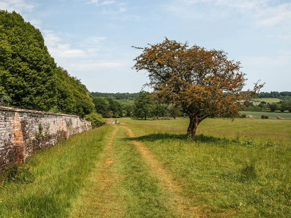 A grass trail leading straight ahead, with a stone wall to the left and field to the right. There is a lonely tree to the right of the trail.