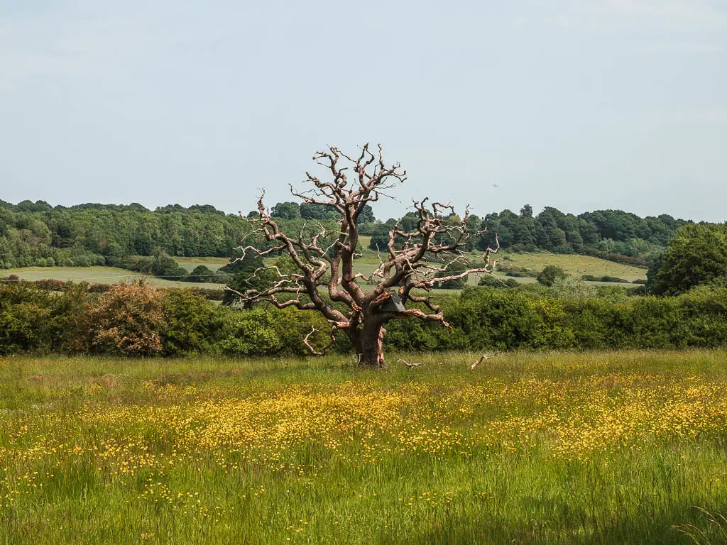 A big tree with straggly branches, in the middle of a field with yellow buttercups, on the Castle Howard circular walk.