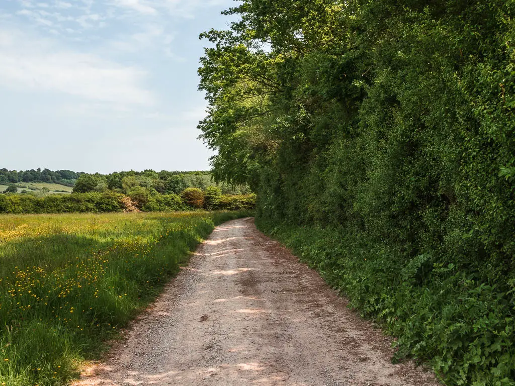 A wide path, with green bushes to the right and a tree grass field filled with yellow buttercups to the left.