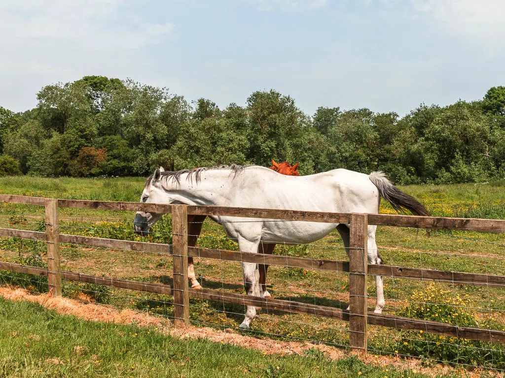 A white horse on the other side of a wooden fence.