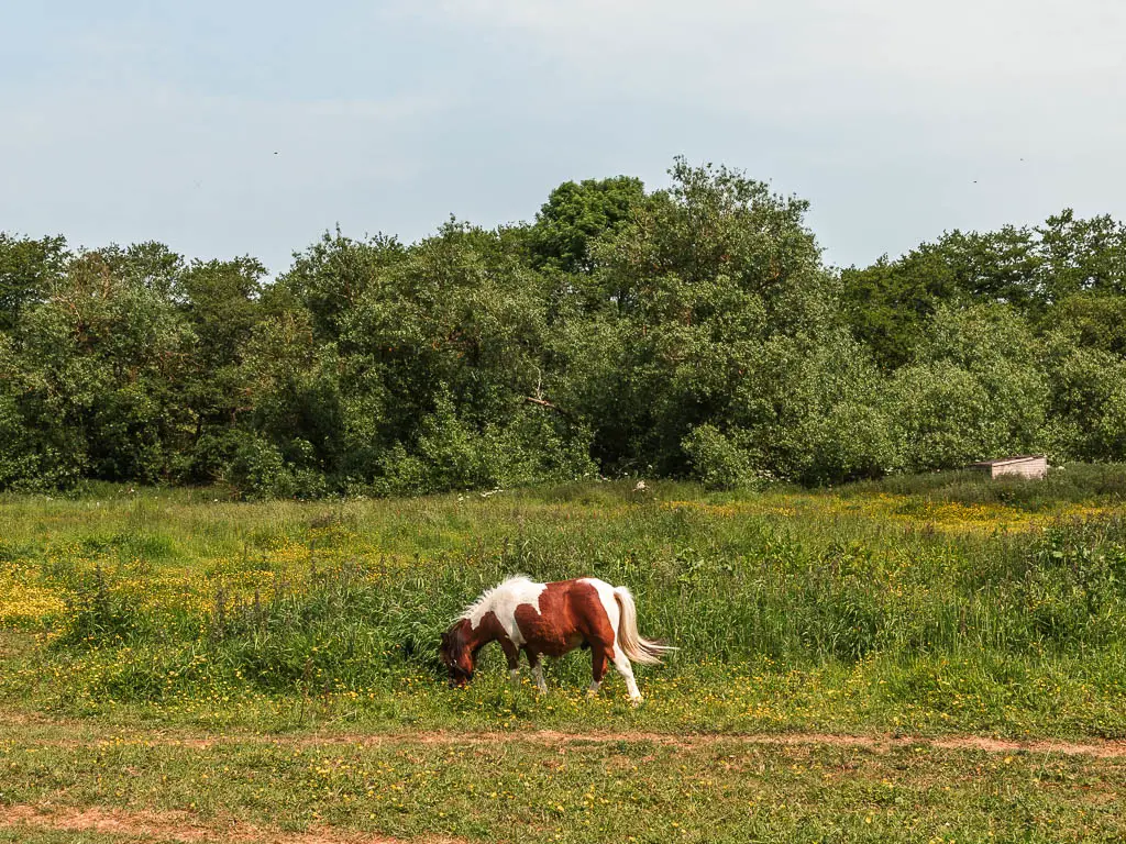 A brown and white horse grazing in the field, on the Castle Howard circular walk. There are woodland trees, on the other side of the field, in there background.