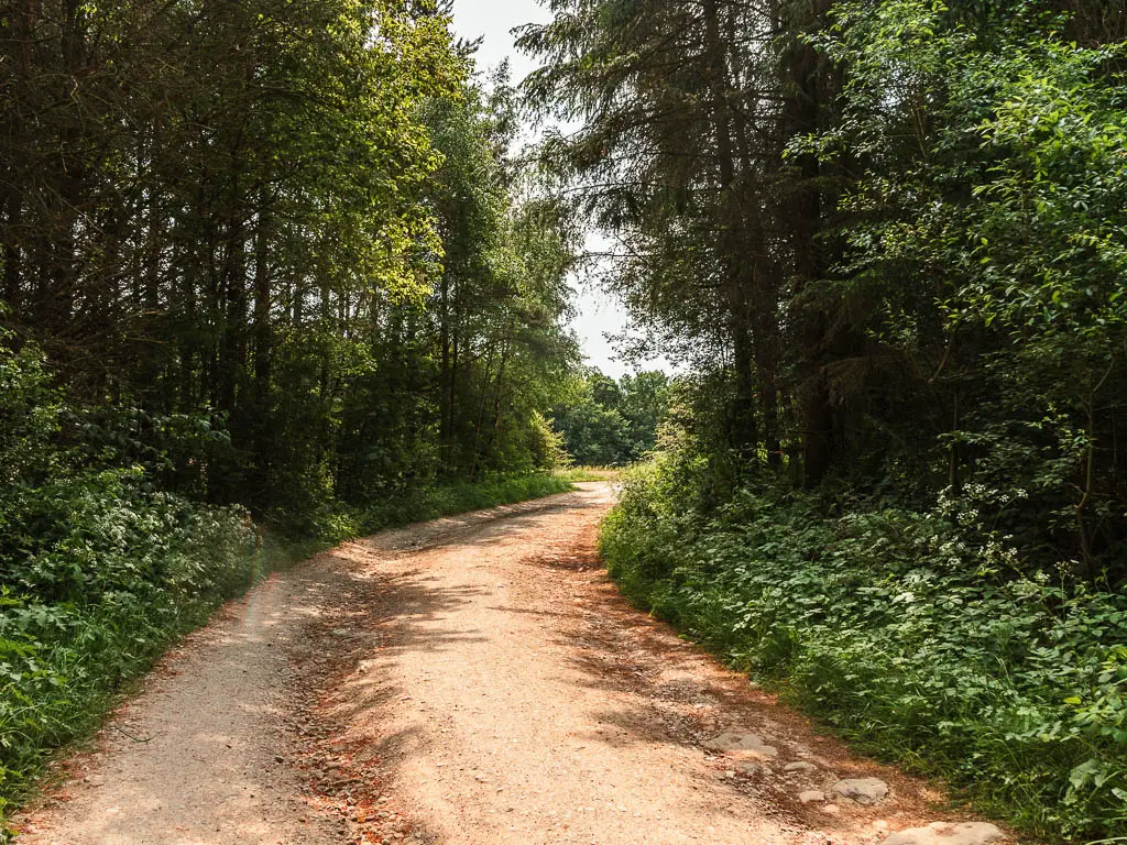 A dirt road leading through the woodland, lined with bushes and trees.