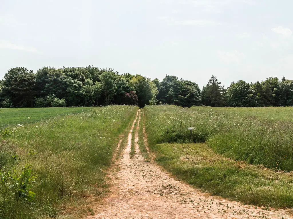 A trail leading up through the field towards a mass of trees.
