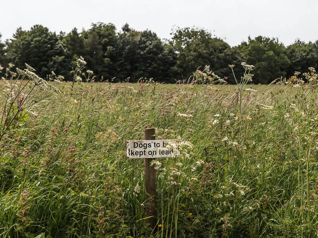 A sign saying 'dogs to be kept on leads' nestled within the tall grass and plants.