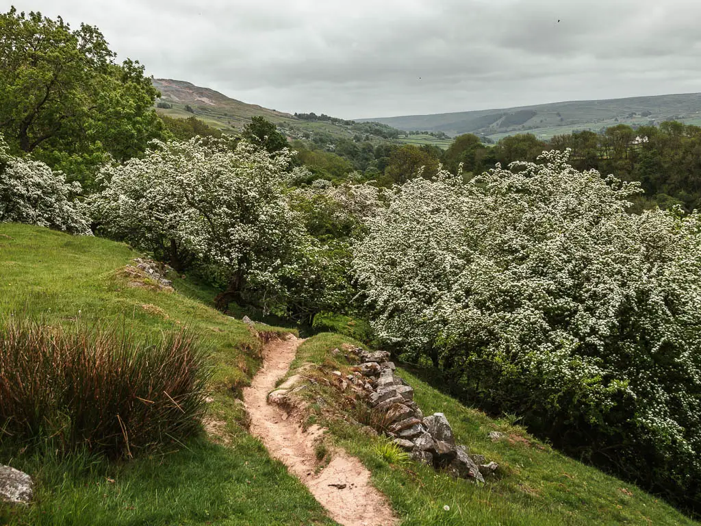 A narrow dirt trail leading down into the white cherry blossom trees.