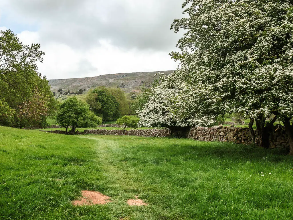 A grass trail through the field, with a stone wall running along the right side, with a big cherry blossom tree next to it.