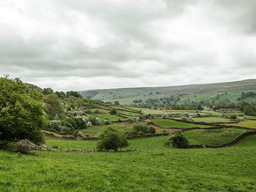 Looking across the undulating green grass fields, at the start of the Fremington Edge circular walk. The fields are divided by stone walls. there are woodland trees to the left.