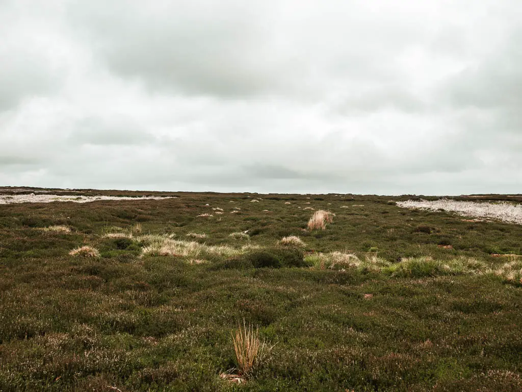 Vast green moorland.