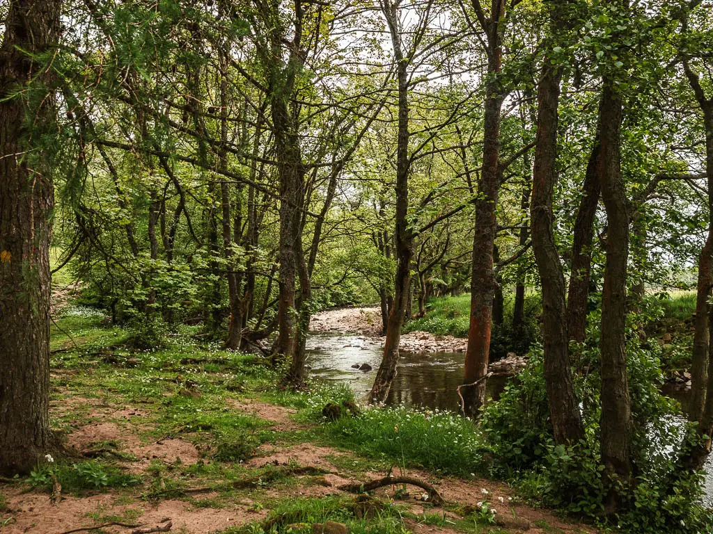 A ground with tufts of grass and tree roots, with the river to the right, which is lined with lots of trees.