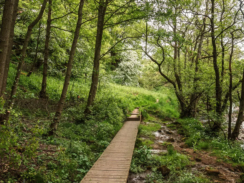 A wooden walkway through the woodland trees.
