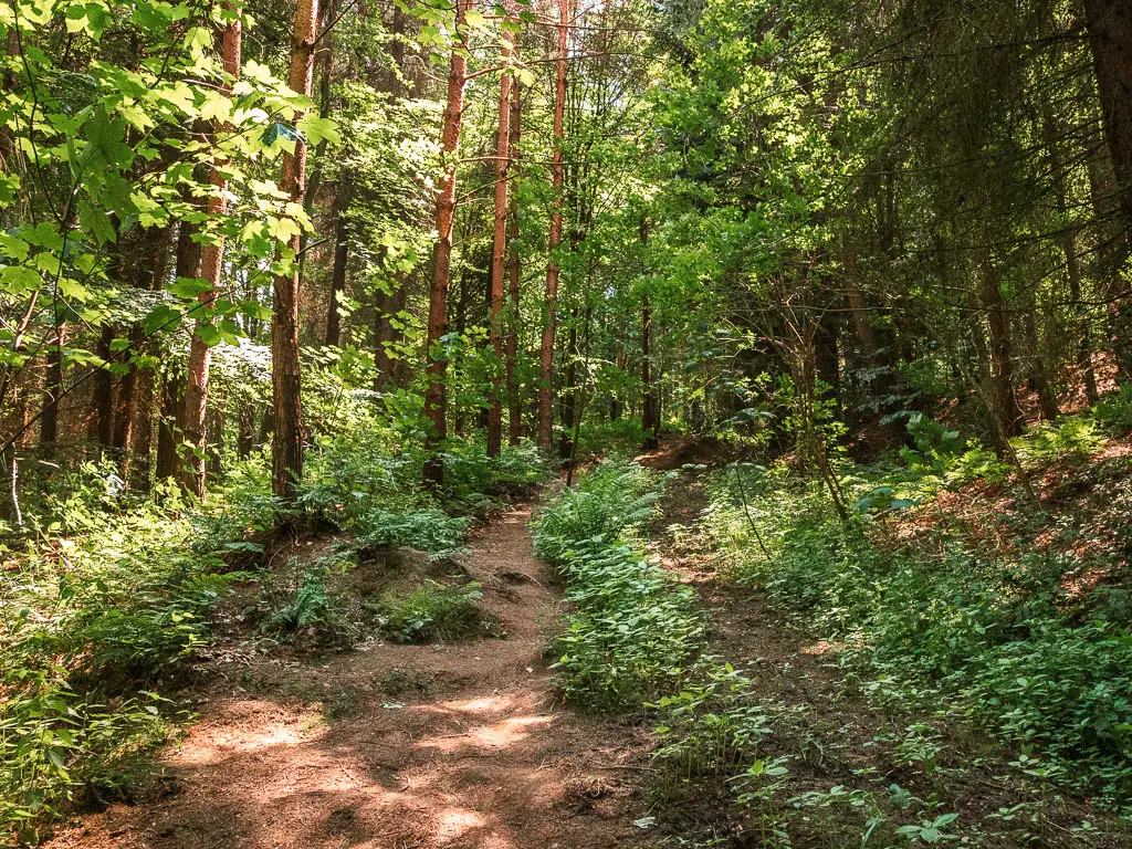 A dirt trail leading through the woods,  filled with green leafy trees.