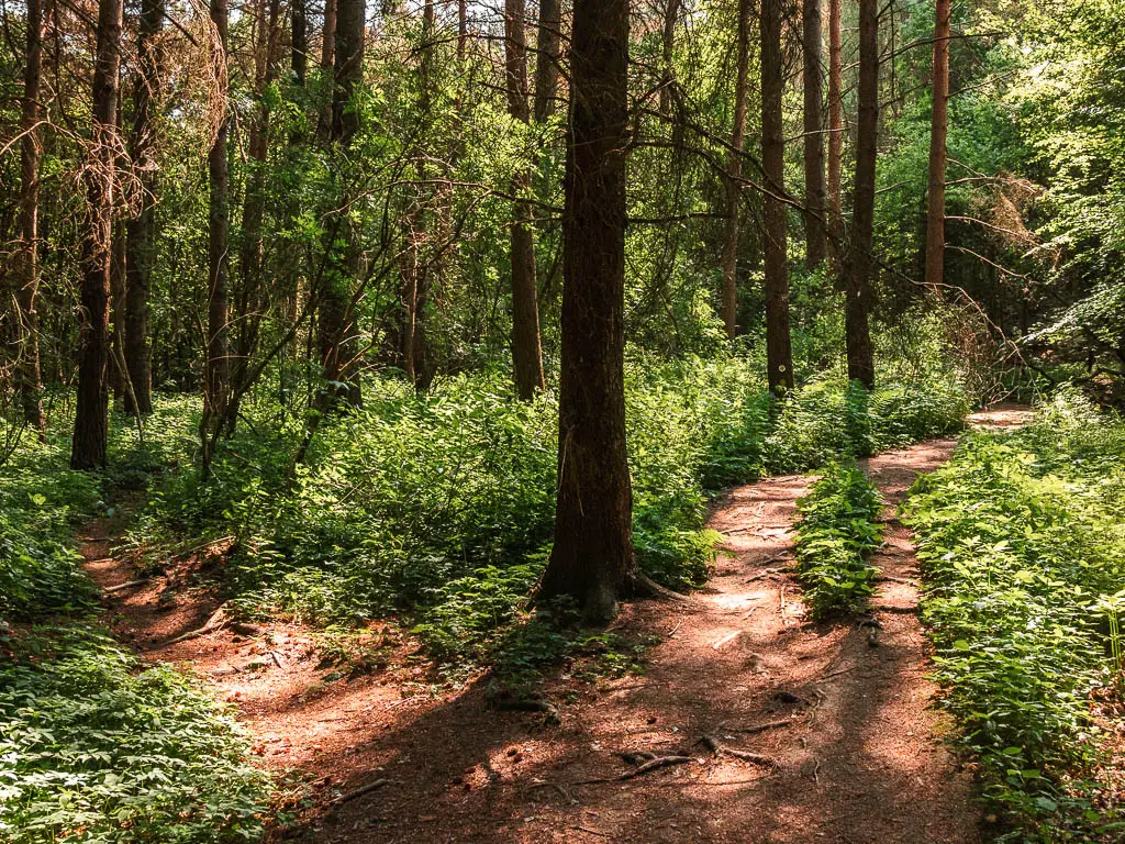 A dirt trail split in the woods, with green leafy plants lining the paths.