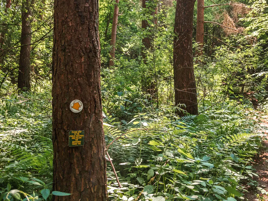 A yellow arrow on a tree trunk, with masses of green leafed plants around the bottom of the tree.