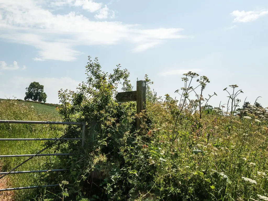 A wooden trail signpost engulfed by the green leafy bush, with a metal gate to the left.