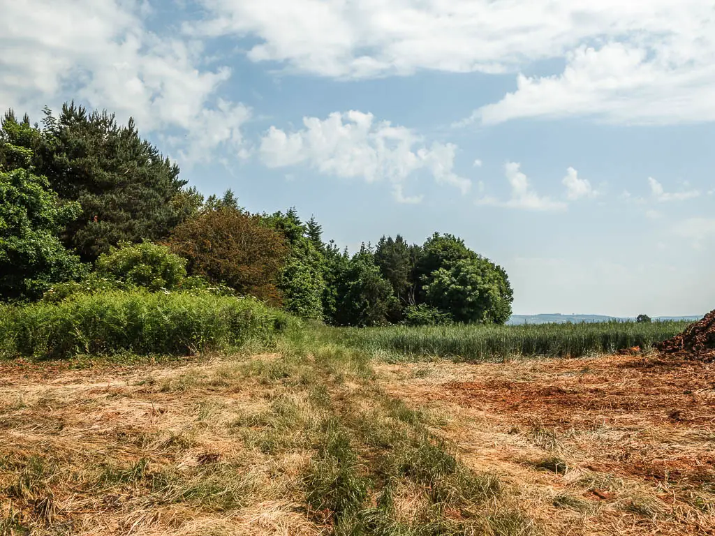 A flattened area of dead orange and yellow grass, with green leafy woodland trees ahead.