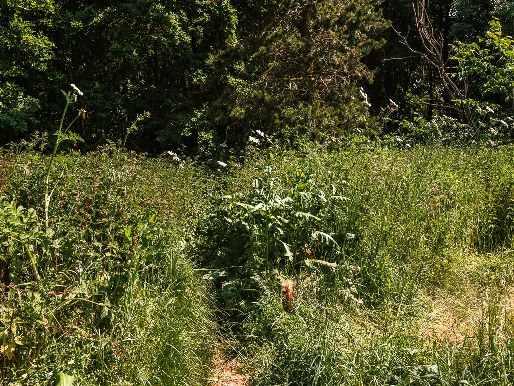 The trail leading through a mass of stinging nettles, at the entrance to the woods.