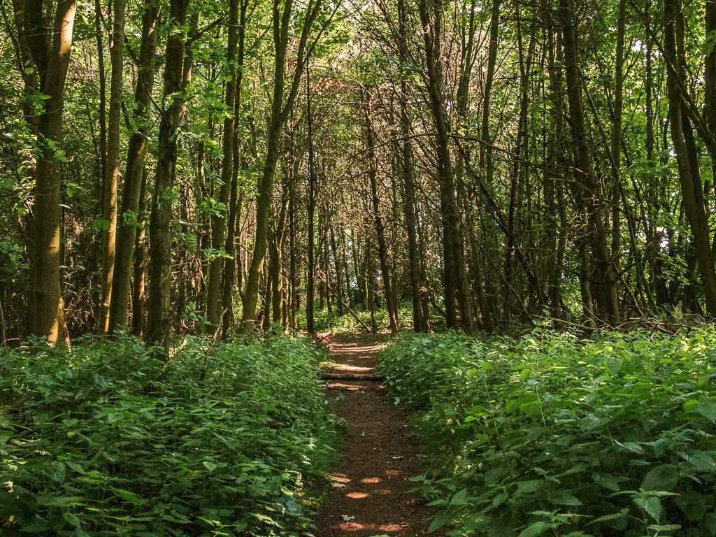 A dirt trail leading through the woods, with tall trees. The path is lined with green leafy plants.