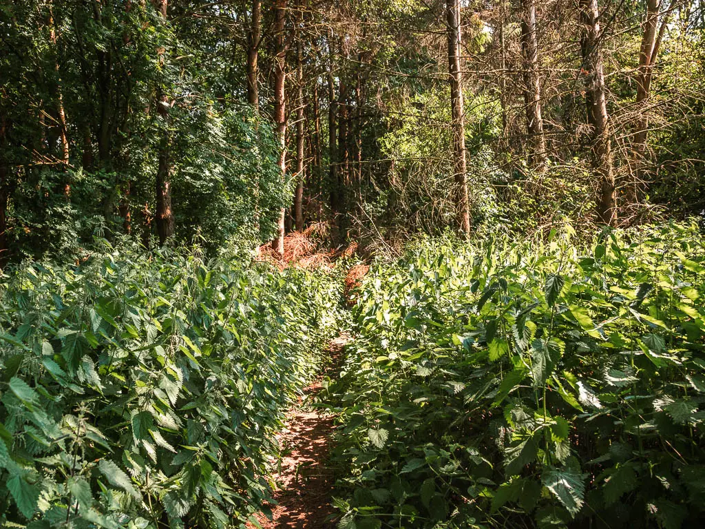 A narrow trail through a mass of stinging nettles.