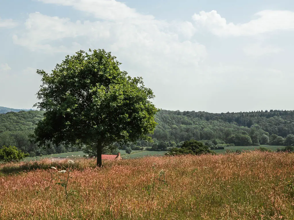 A field with tall orange hay grass, and a lonely tree in the middle.