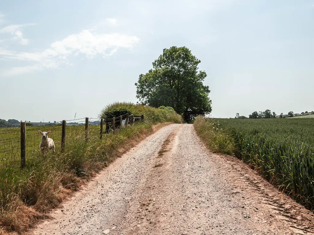 A gravel road, with a green crop field to the right, and wire fence4 and grass field to the left. There is a sheep standing on the other side of the fence. There is a big tree ahead next to thee road.