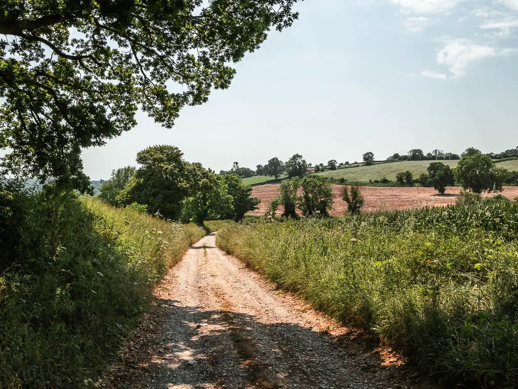 A gravel path lined with tall grass, and green plants, with a view to trees and fields in the distance. 