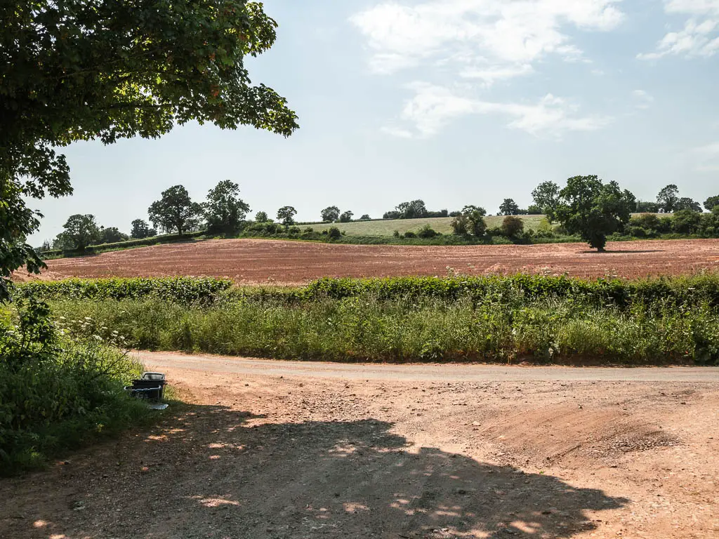 A road junction, with a green hedge and orange crop field on the other side.