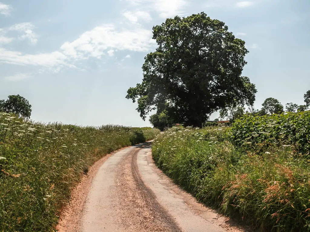 A road curving to the right ahead. The road is lined with overgrown green grass and plants. 