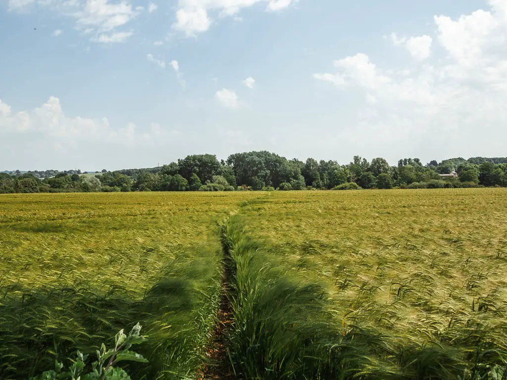 A thin trail through a crop field on the circular walk back to Kirkham Priory.