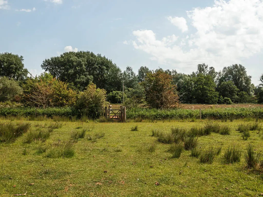 A green grass field, with tufts of grass, and a wooden gate in the green hedge ahead. 