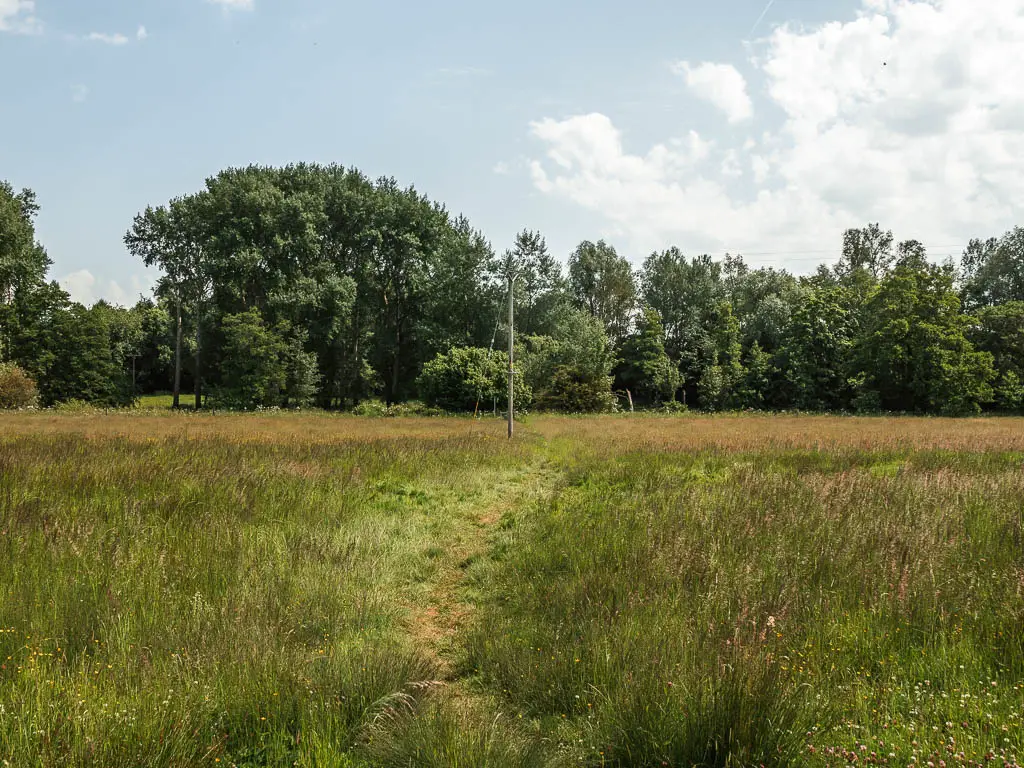 A barfly visible trial through the tall grass, and woodland trees ahead.