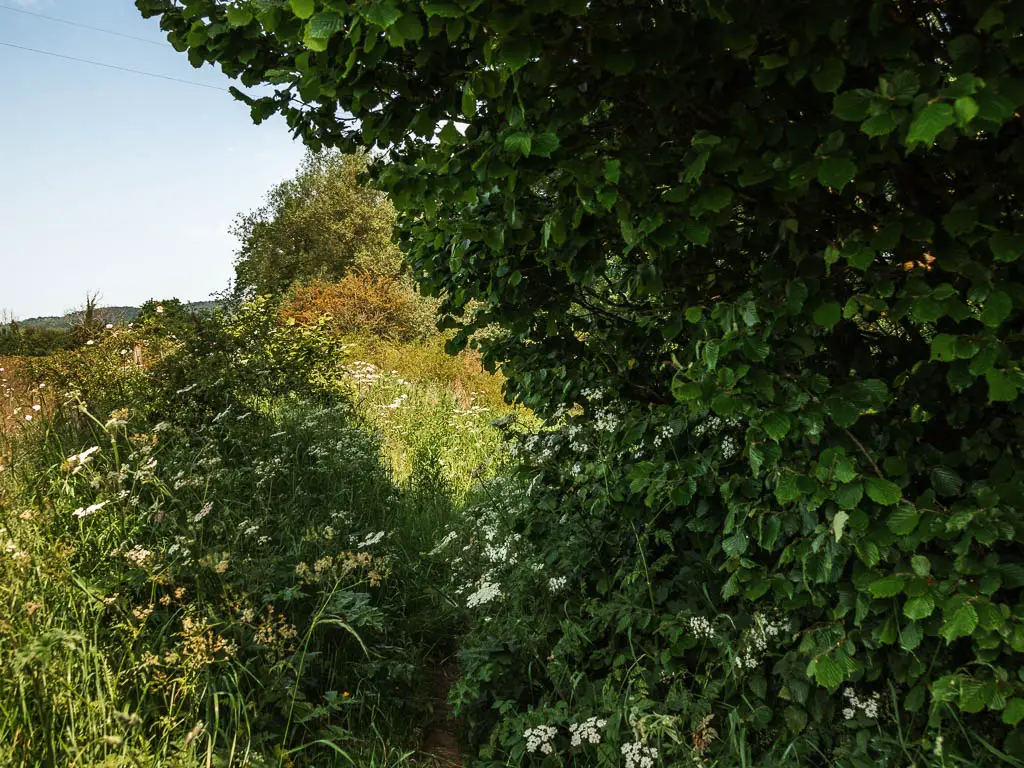 A barely visible trail through the green leafy overgrowth, on the river side walk back to  Kirkham Priory.