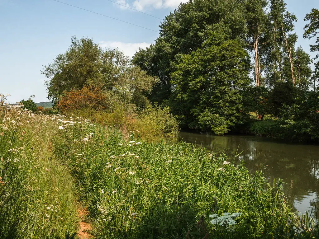 A trail disappearing into the over growth, with the river to the right, on the walk back to Kirkham Priory.