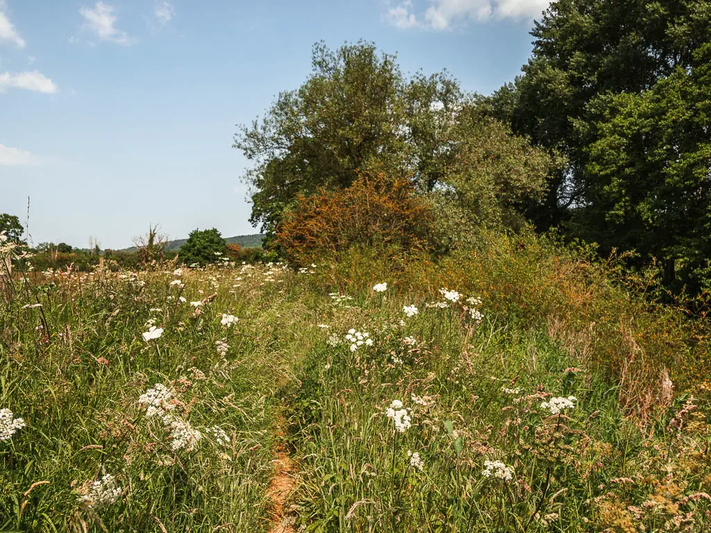 A barely visible trail through the green overgrowth, with white hogweed. 