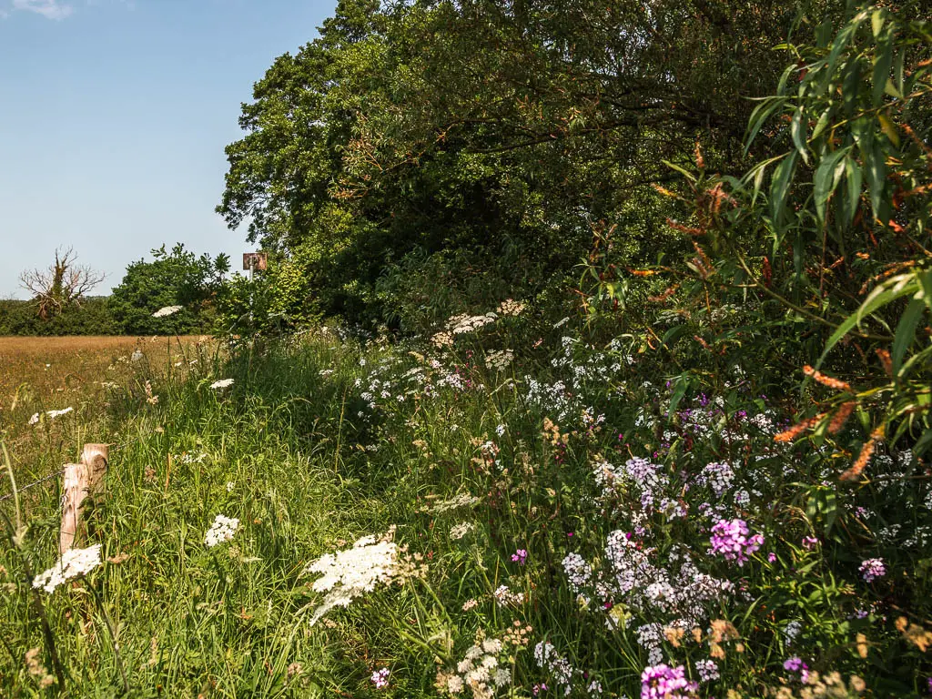 A mass of green overgrowth with white and pink flowers, on the river side walk towards Kirkham Priory.