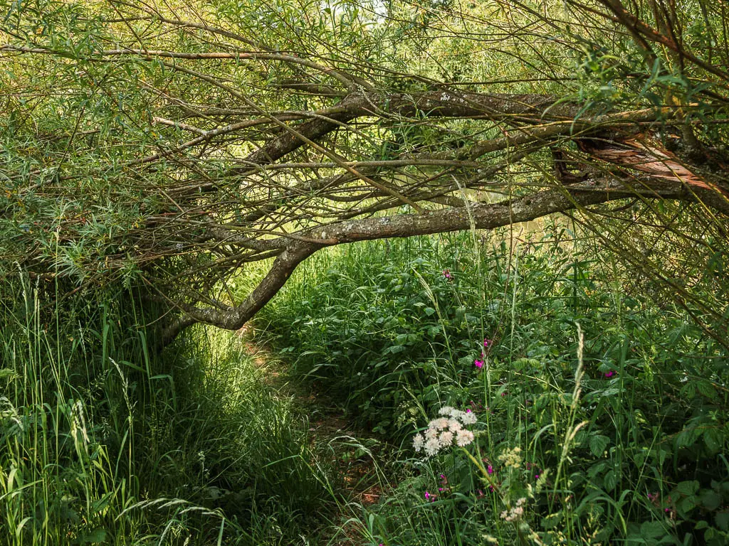 A small dirt trail under a fallen tree branch, on the circular walk back to Kirkham Priory.