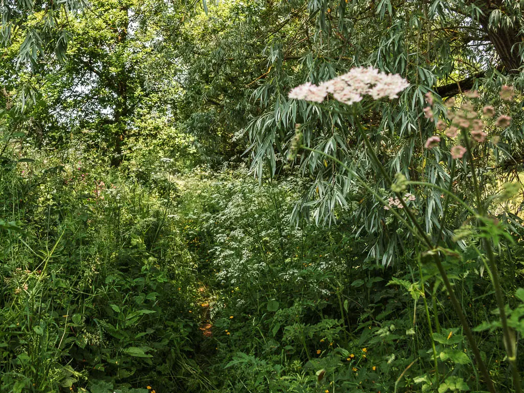 A mass of green with a large hogweed at the front.