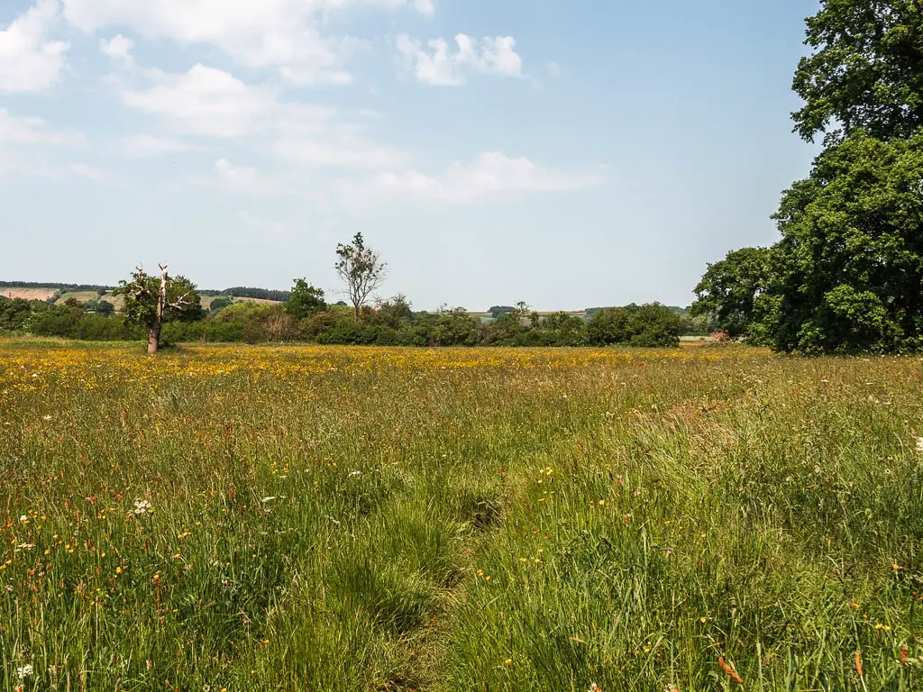 A large field with tall grass and yellow flowers.