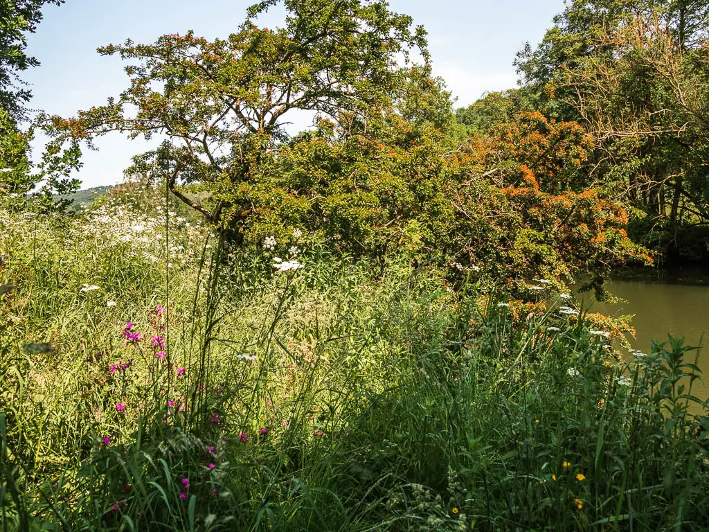 A mass of overgrowth, with some pink and white flowers.