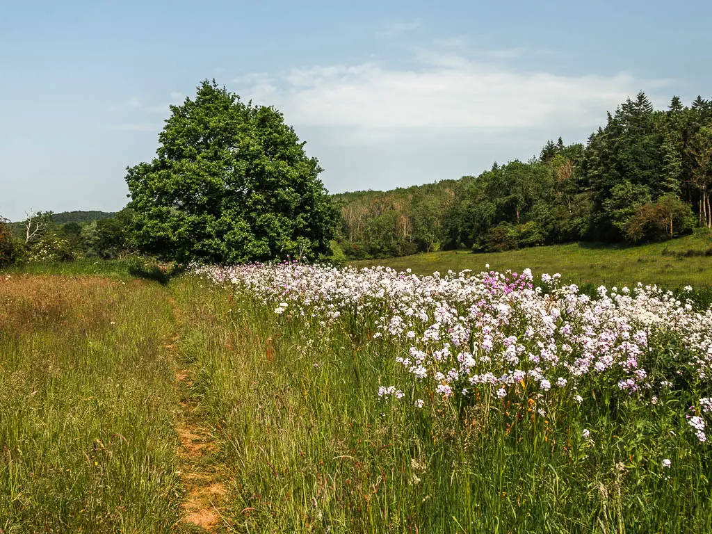 A narrow dirt trail through the tall grass, with a strip of pink and white flowers along the right side of it.