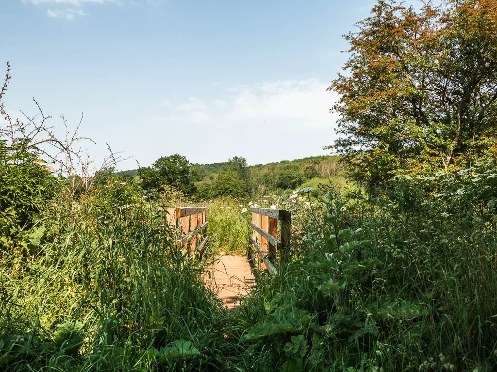 A wooden bridge surround by overgrown green grass and plants, when walking back to Kirkham Priory.