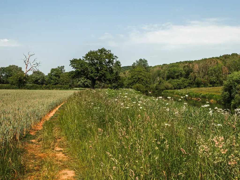 A thin dirt trail along the edge of a crop field on the left, with tall grass and weeds to the right, and woodland trees ahead. 