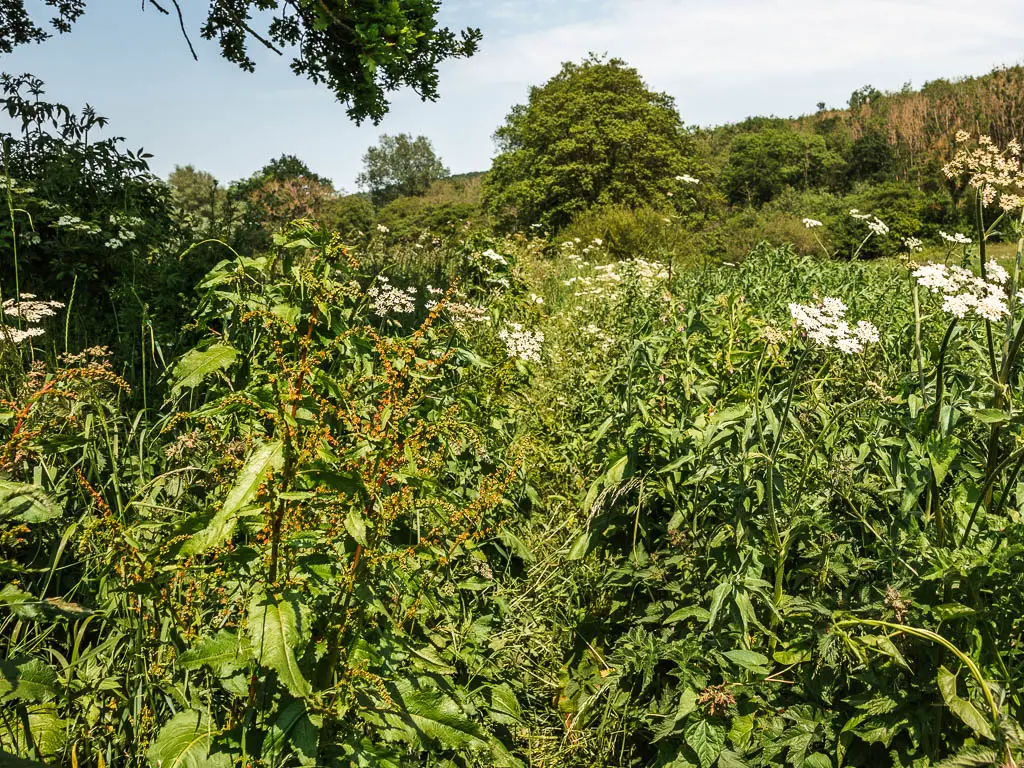 A mass of green overgrowth on the river side section of the Kirkham Priory walk.