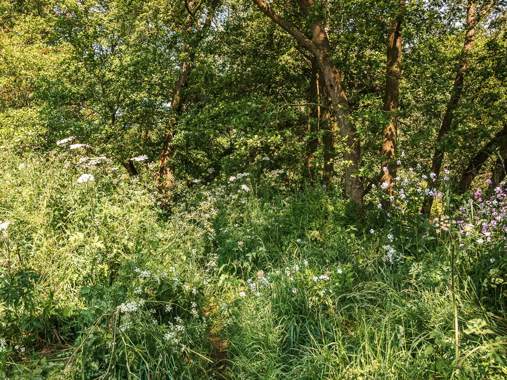 A mass of green overgrown plants winding the trail, on the walk back towards Kirkham Priory.